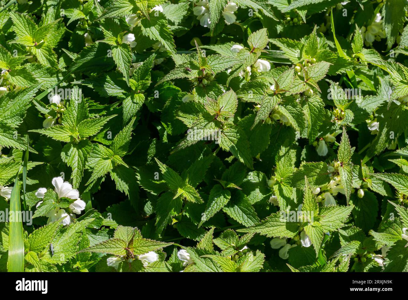 White dead-nettle , Lamium album leaves and flowers. White deadnettle is an herbaceous perennial plant. Stock Photo