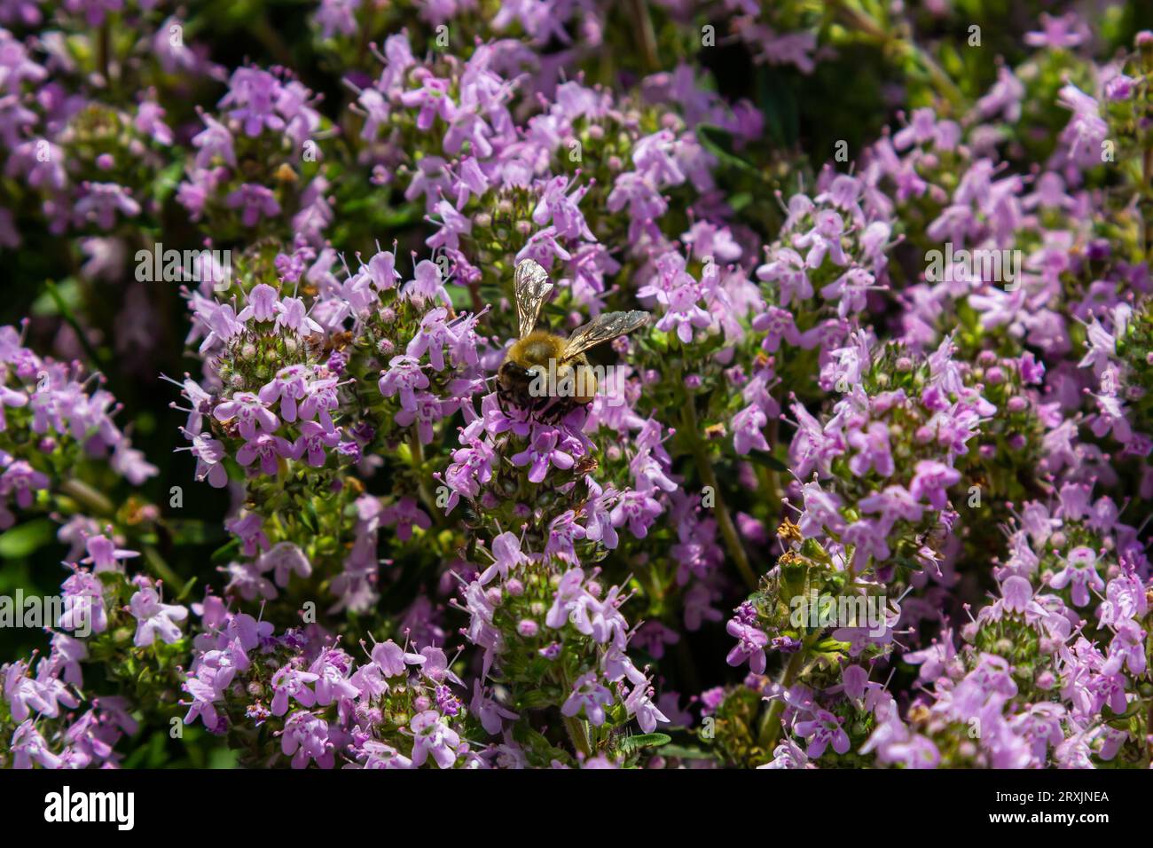 Blossoming fragrant Thymus serpyllum, Breckland wild thyme, creeping