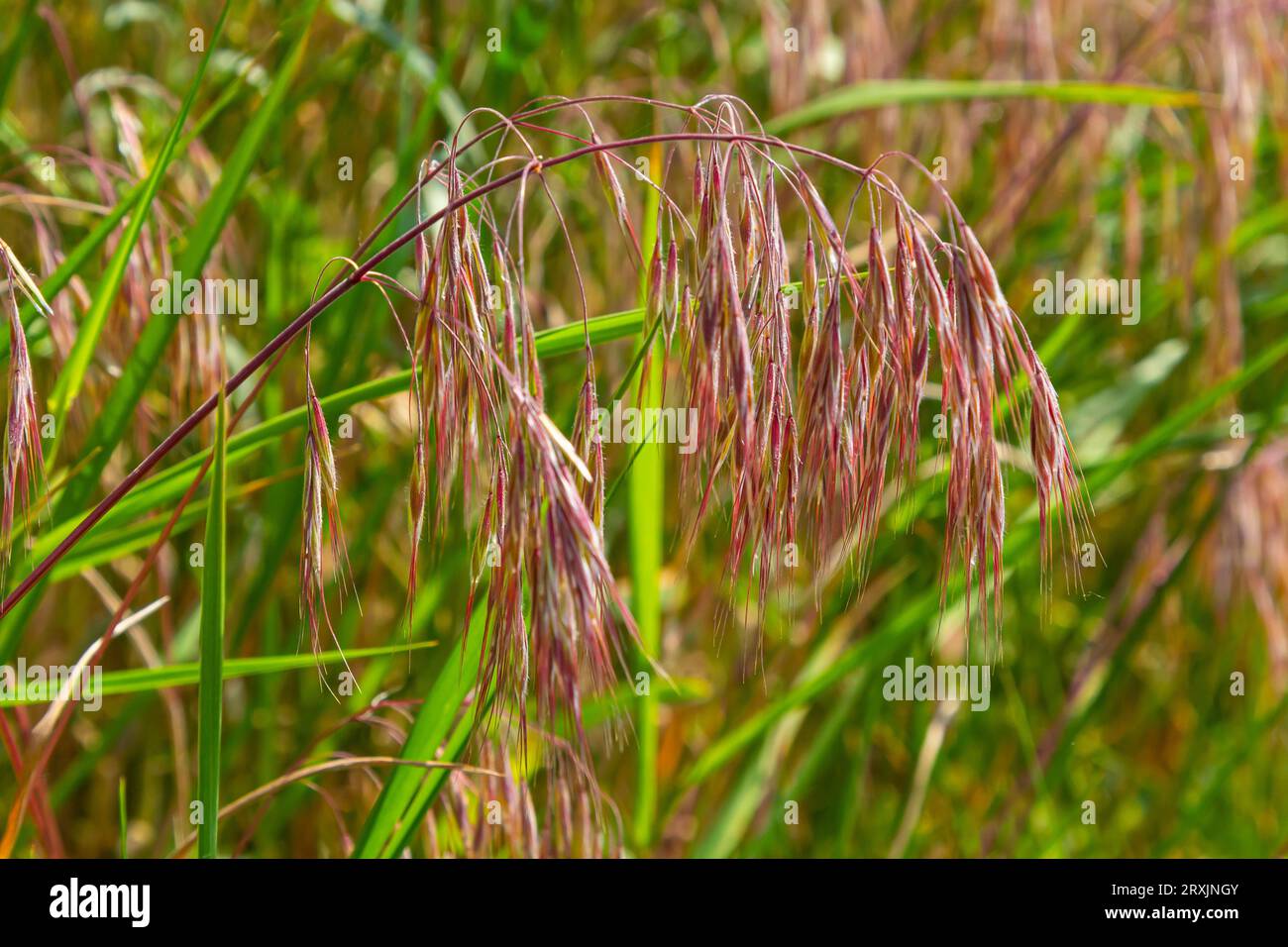The plant Bromus sterilis, anysantha sterilis, or barren brome belongs to the Poaceae family at the time of flowering. wild cereal plant Bromus steril Stock Photo