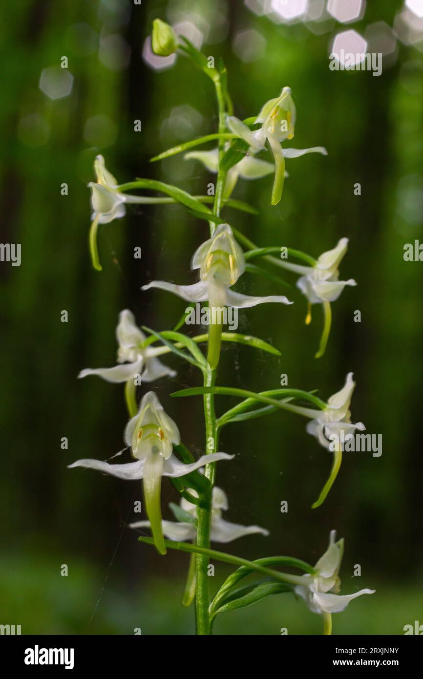 Platanthera bifolia, commonly known as the lesser butterflyorchid is a