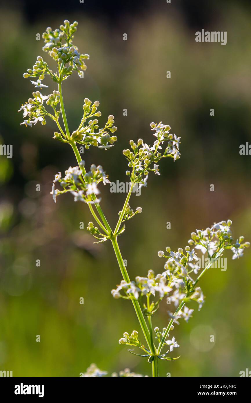 Beautiful blooming white bedstraw in June, galium album. Stock Photo