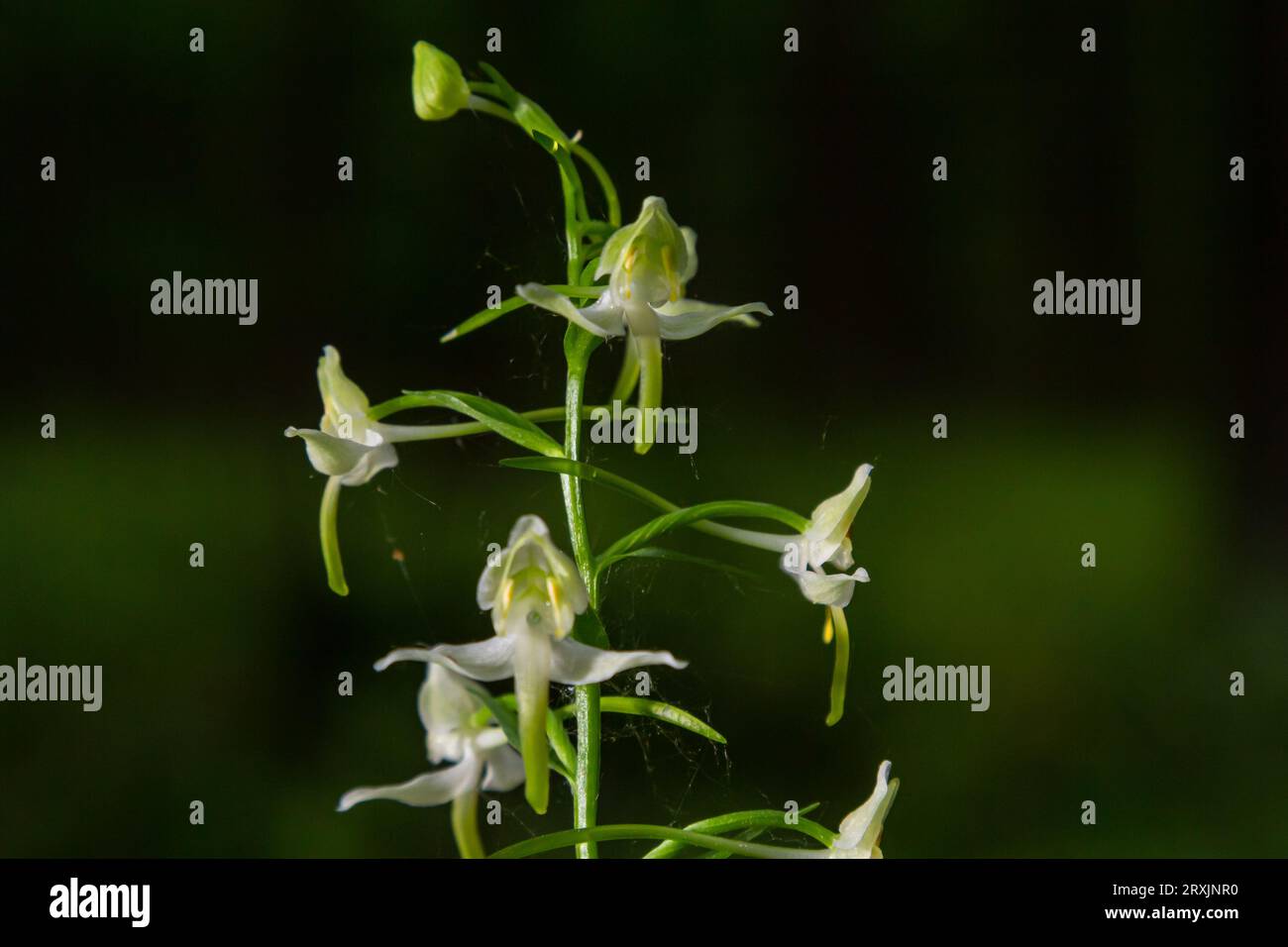 Platanthera bifolia, commonly known as the lesser butterflyorchid is a