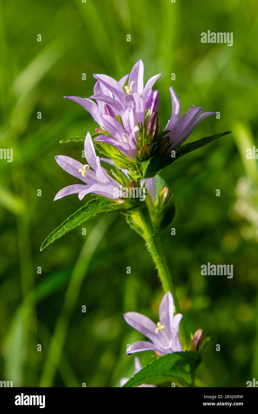 Clustered bell flower Campanula glomerata blooming in the wild. Stock Photo