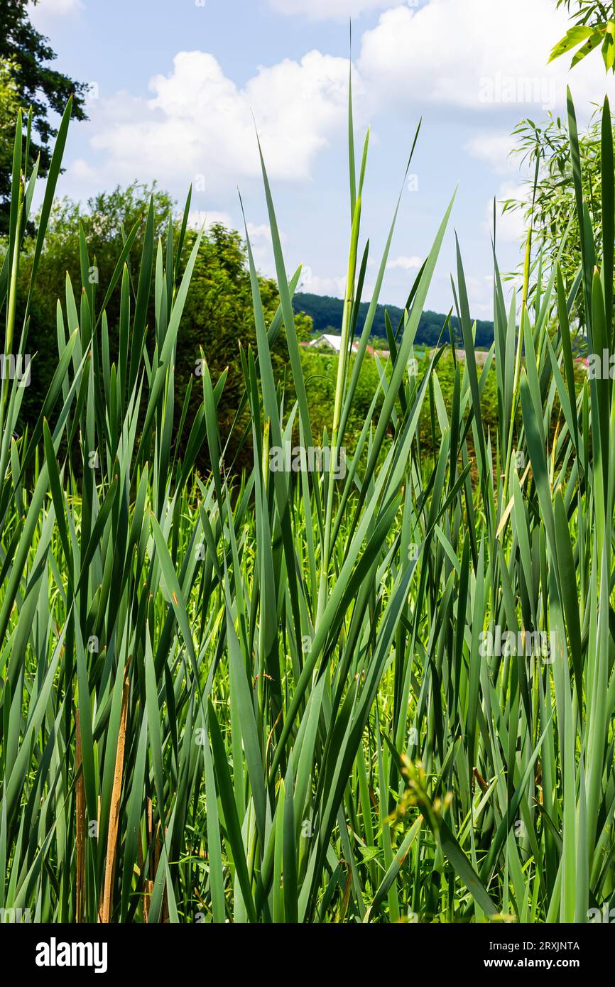 typha wildplant at pond, Sunny summer day. Typha angustifolia or cattail. Stock Photo