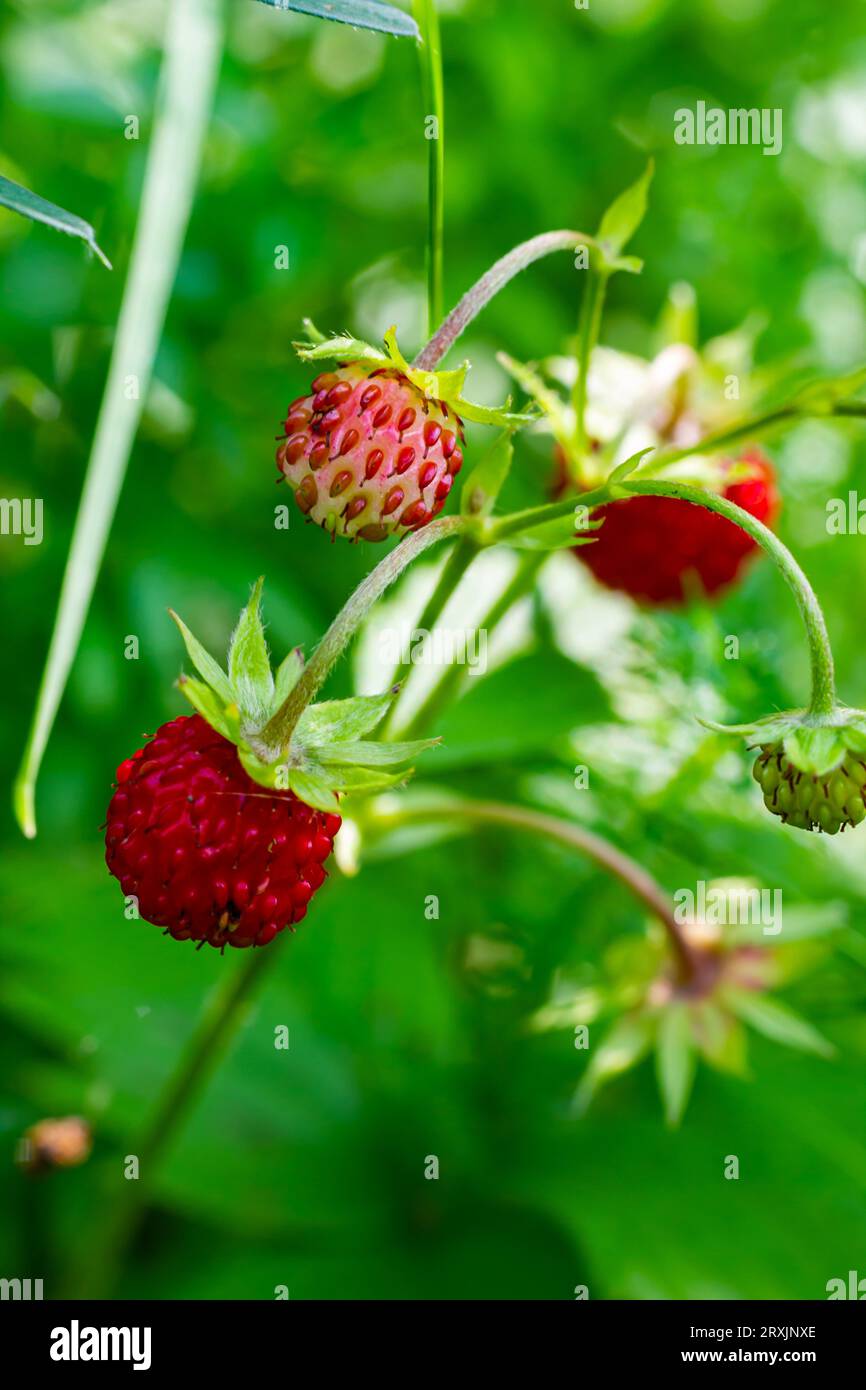 Macro photo of Fragaria vesca, commonly called wild strawberry Stock ...