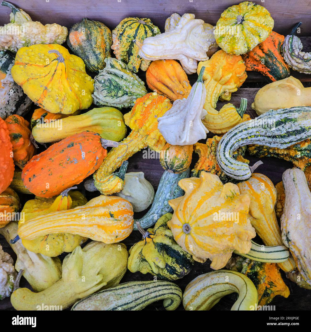 Mixed decorative pumpkins (Cucurbita), colourful winter squash on