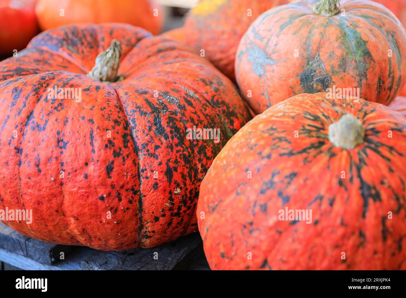 roter-zentner-variety-pumpkin-rouge-vif-d-etampes-winter-squash-on