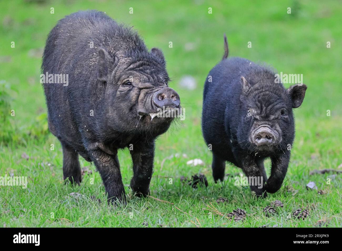 Vietnamese pot-bellied piglets happily rund around on grassland, Europe Stock Photo