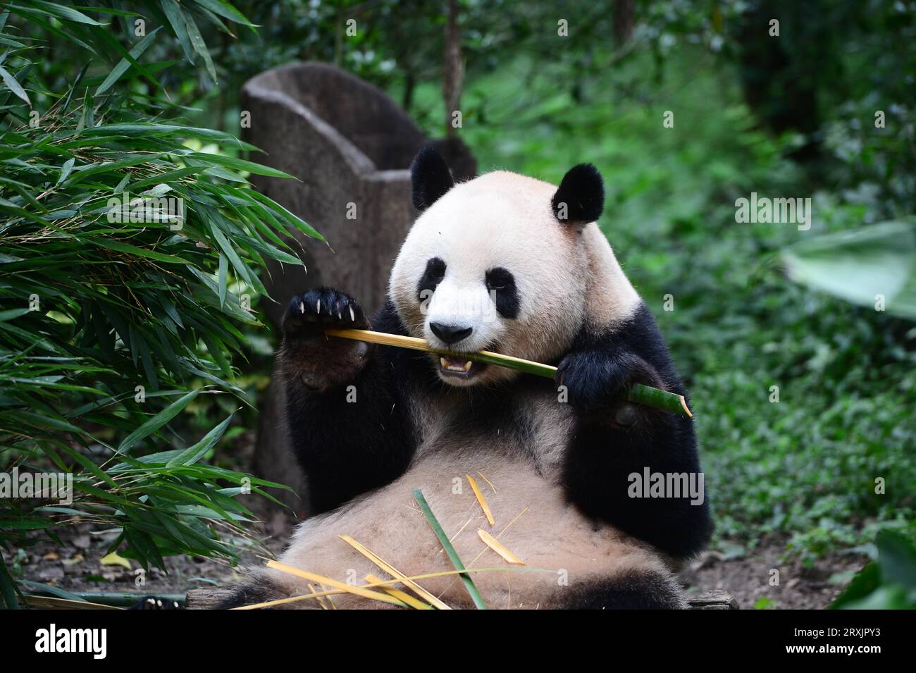 Cute giant pandas at the Chengdu Research Base of Giant Panda Breeding ...