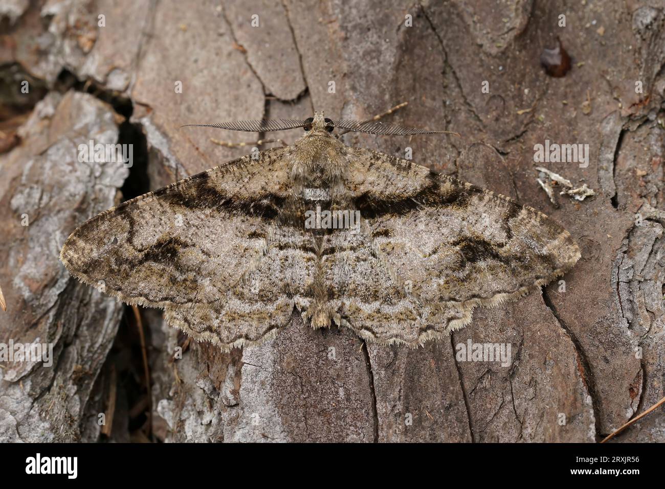 Natural detailed closeup on a brown geometer moth, Alcis deversata sitting on wood Stock Photo