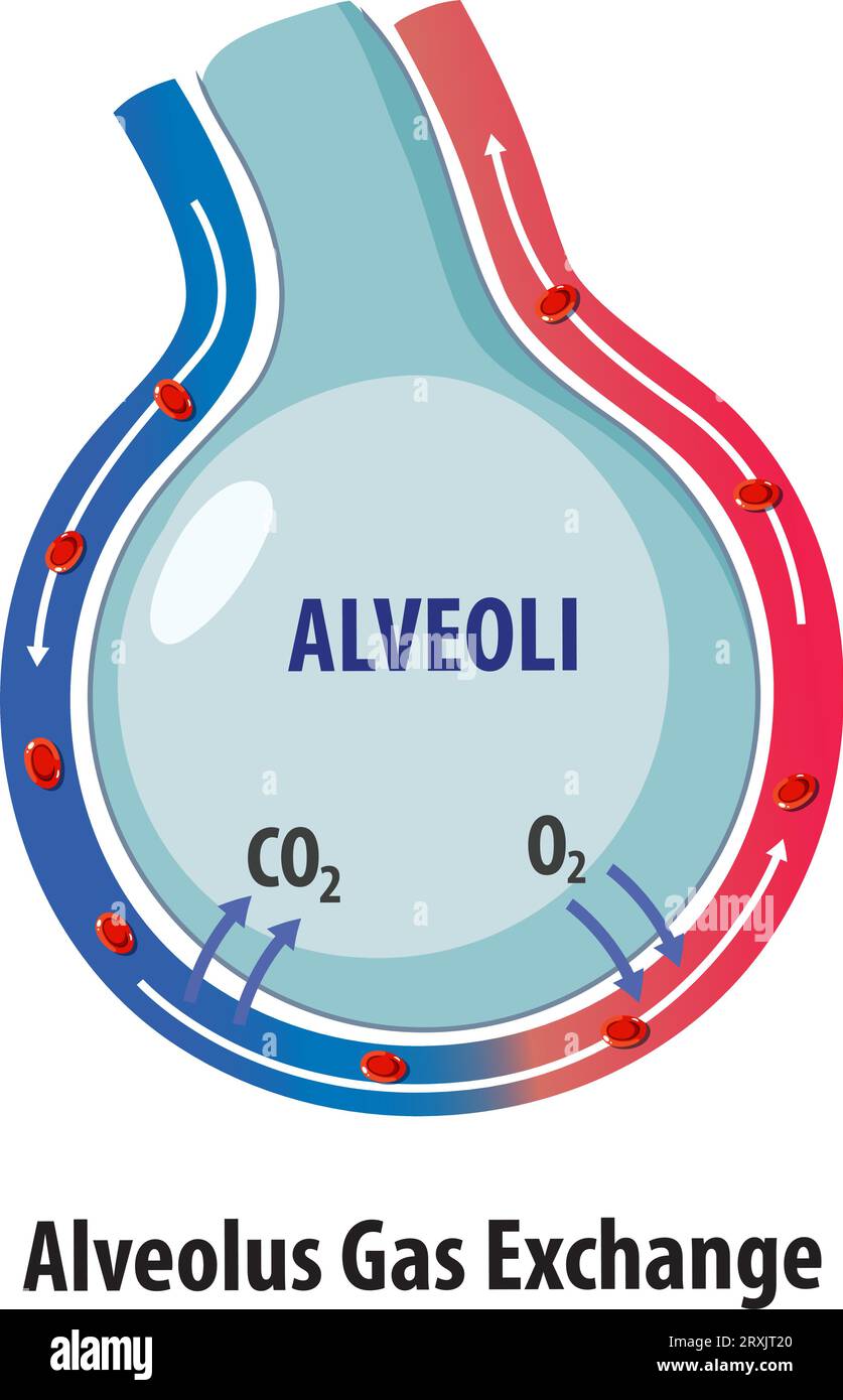 Alveoli Gas Exchange Animation
