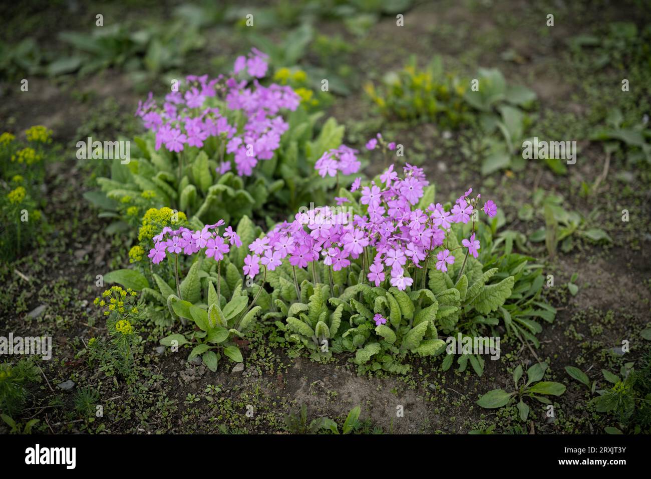 Pink flowers of siebold primrose. Selective focus. Stock Photo