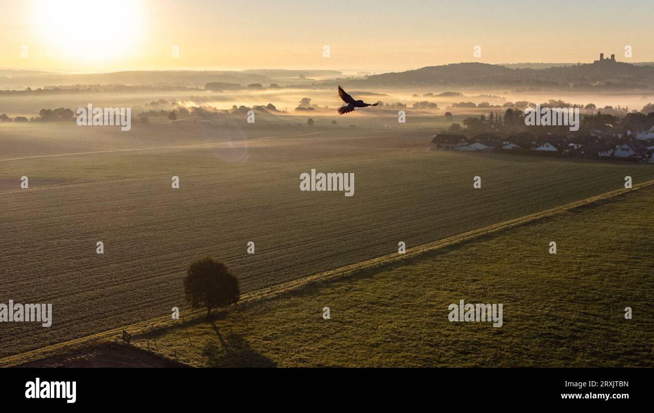 Bird digits hi-res stock photography and images - Alamy