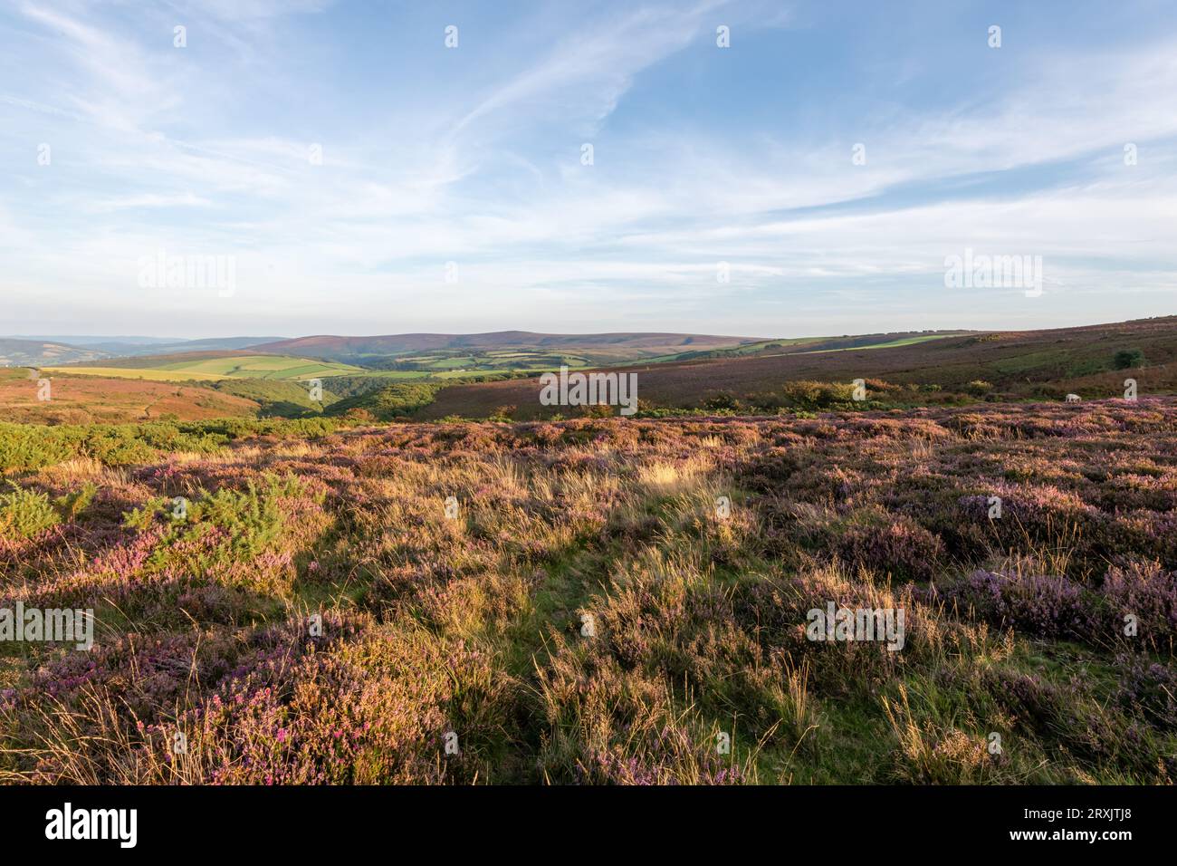 View of Porlock Common at the top of Porlock Hill in Exmoor Natioanl Park Stock Photo