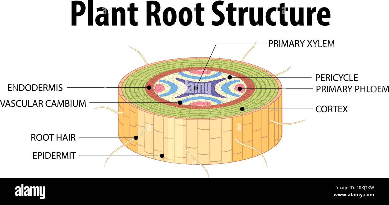 Illustration depicting the structure of an isolated plant root Stock ...