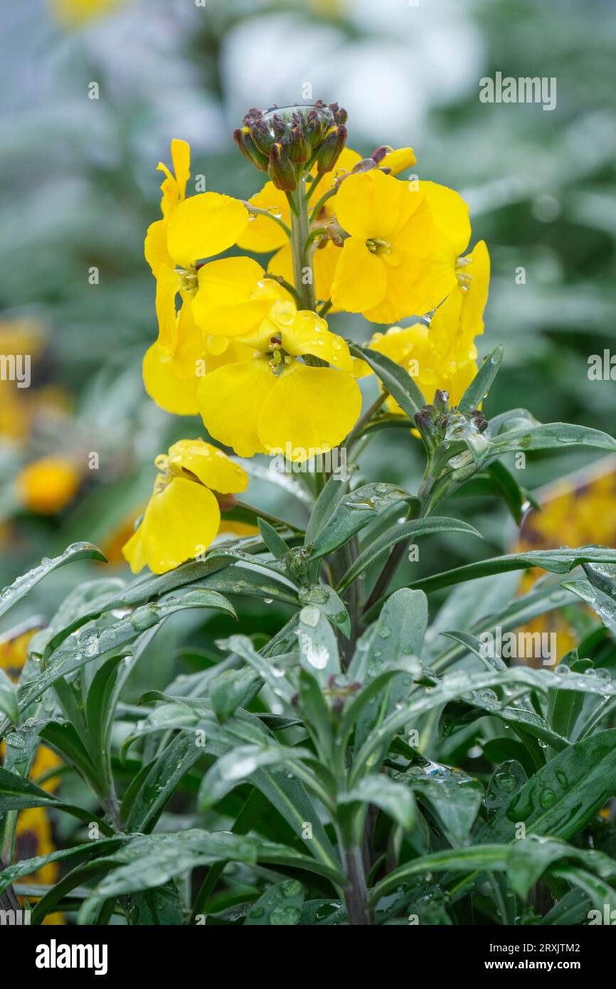 Wallflower Walberton's Fragrant Sunshine, erysimum, Erysimum Walfrasun, evergreen perennial, upright spikes of bright yellow flowers Stock Photo