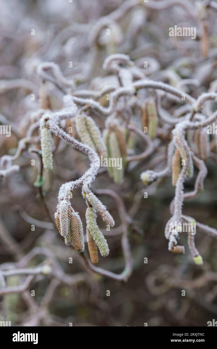 Corylus avellana Contorta, corkscrew hazel, Harry Lauder's walking stick, deciduous shrub, strongly twisted branches, frost covered pendant male catki Stock Photo