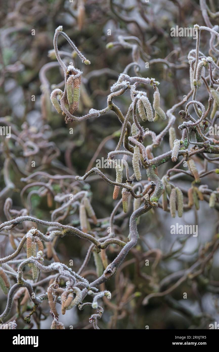 Corylus avellana Contorta, corkscrew hazel, Harry Lauder's walking stick, deciduous shrub, strongly twisted branches, frost covered pendant male catki Stock Photo