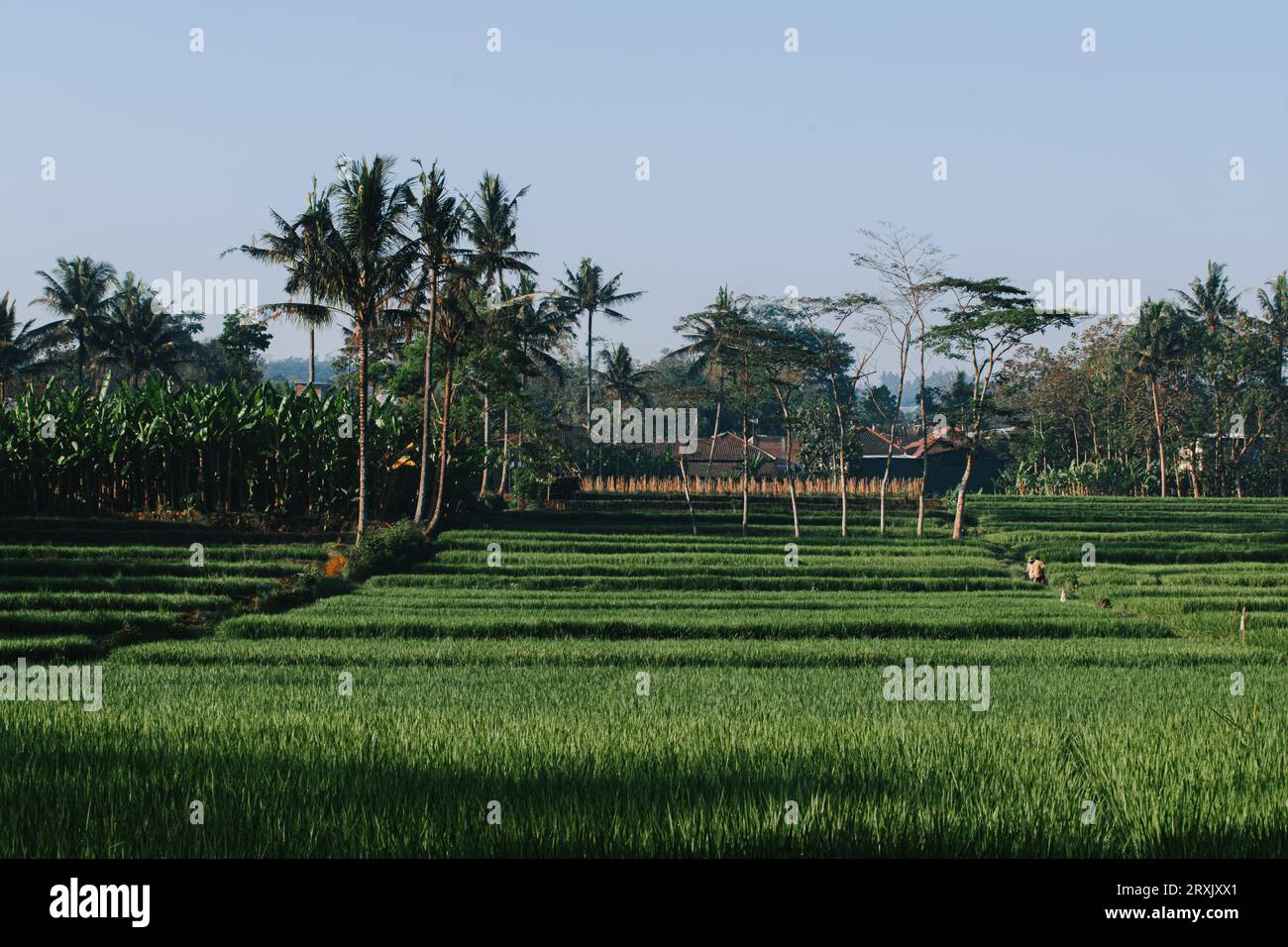 Green paddy field surrounded by palm trees and clear blue sky Stock ...