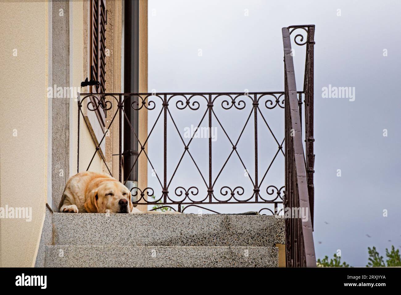 Lazy dog owners hires stock photography and images Alamy