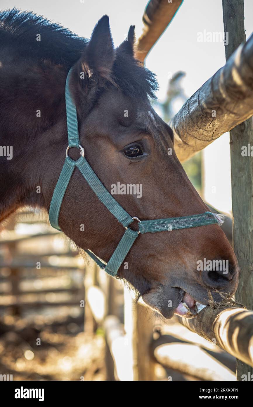 In a close-up image, a bay horse, in a blue halter, is captured biting a wooden pole Stock Photo