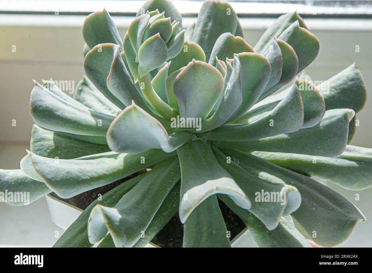Reproduction of the flower Echeveria Blue Swan. The vegetative process of a flower is a baby. Gray leaves. Growing succulents and cacti. Floriculture. Bud closeup. Leafy green background. Stock Photo