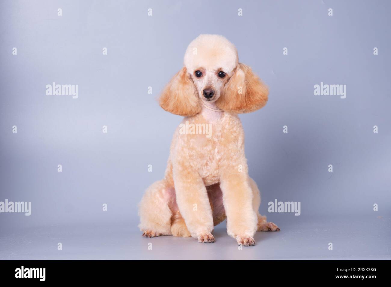 Charming apricot poodle of modern color sitting on a light background Stock Photo Alamy