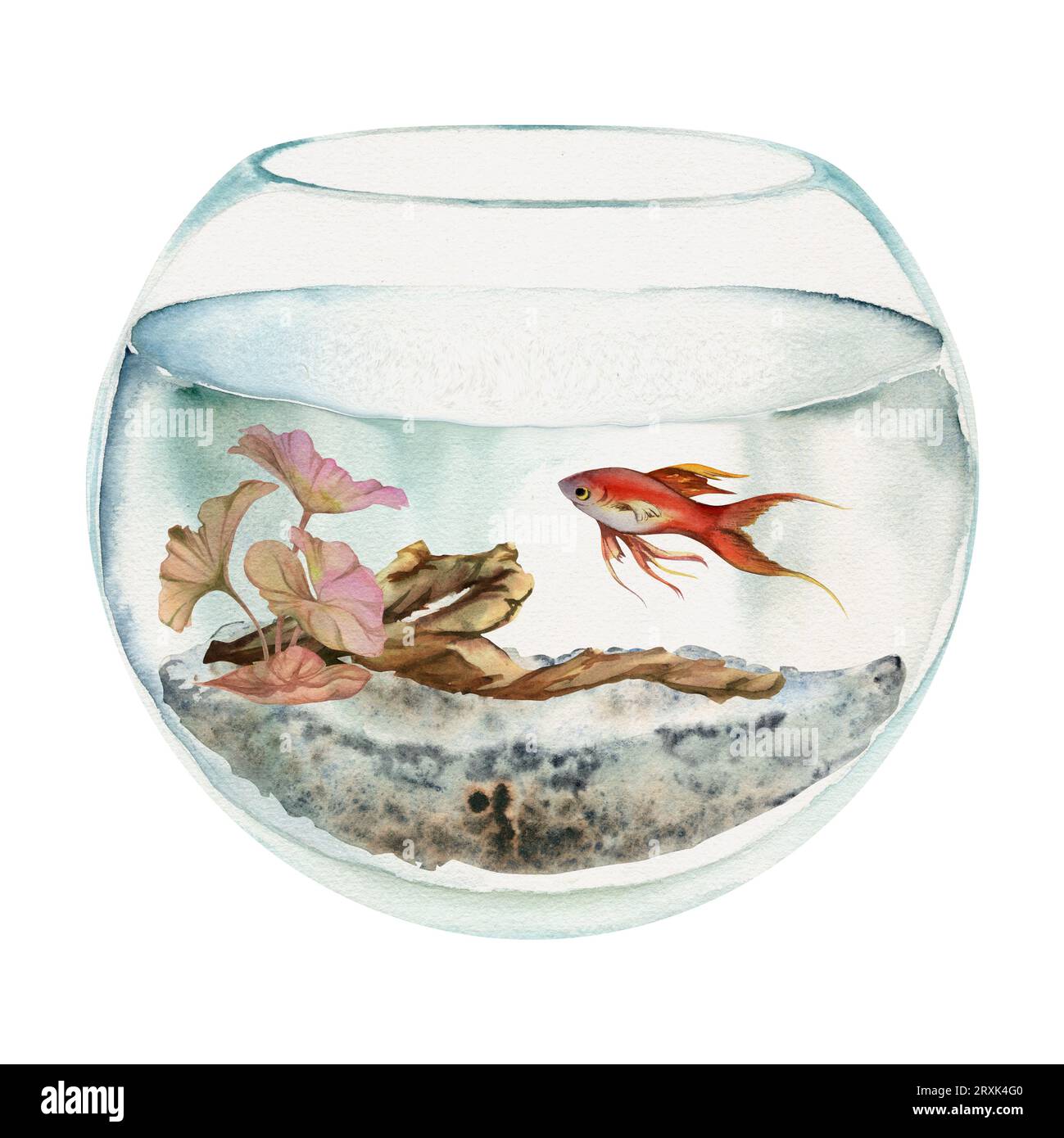 Hand drawn watercolor aquarium fish, algae, bog wood in round fishbowl