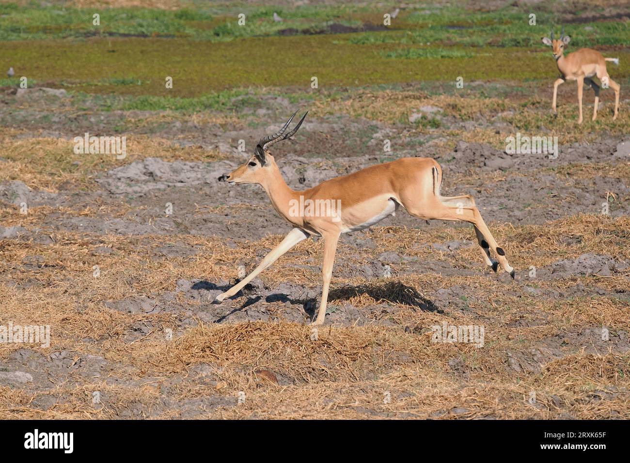 Impala are a plains or woodland antelope.  They are graceful in movement and travel in leaps and bounds. Stock Photo