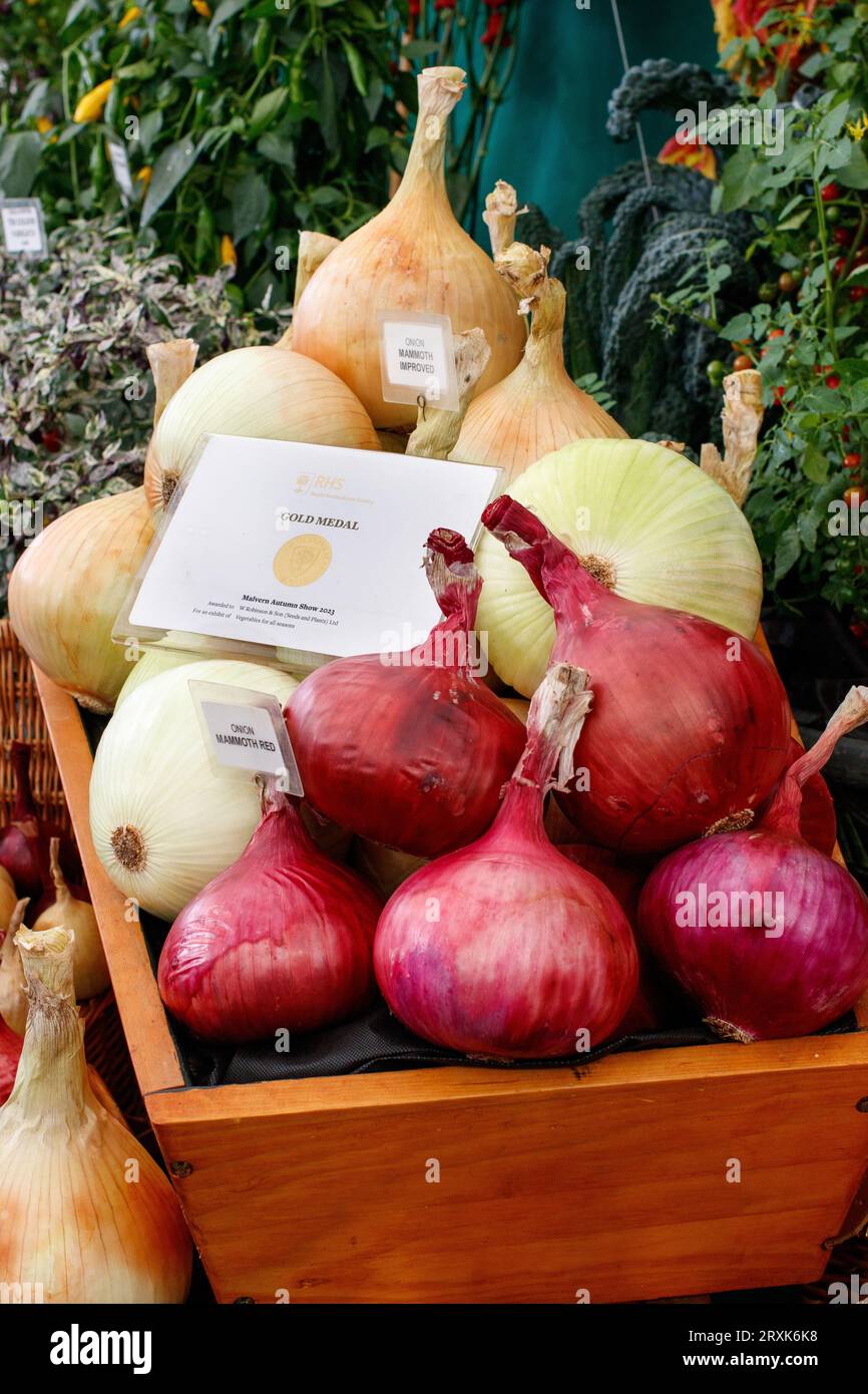 RHS Gold Medal for Vegetables for all Seasons.Onions grown by W Robinson (Seeds and Plants) Ltd. The Three day Malvern Autumn Show at the Three Counties Showground, Malvern, Worcestershire, England, UK. Stock Photo