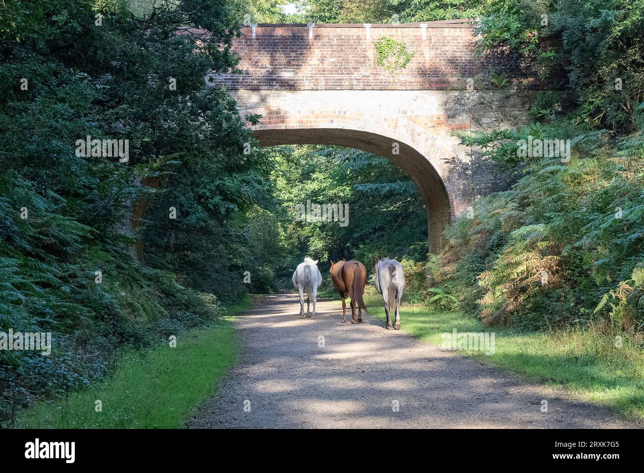 The New Forest National Park, Hampshire, Wild ponies roaming freely in their natural habitat, a trio of ponies walking under a bridge Stock Photo