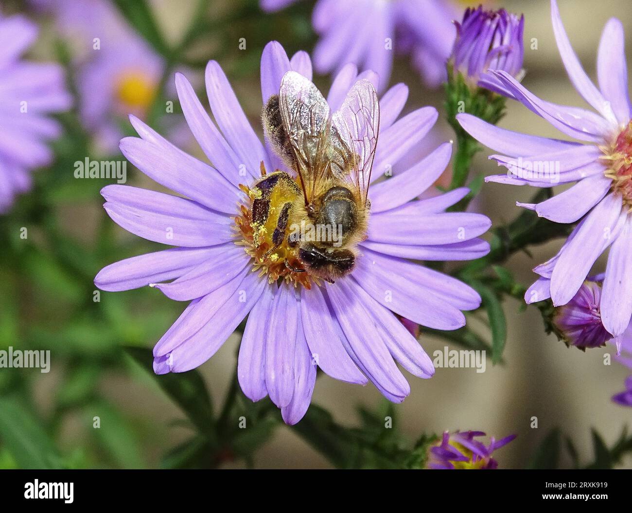 Bee on a Bushy Aster flower. Macro bee Stock Photo