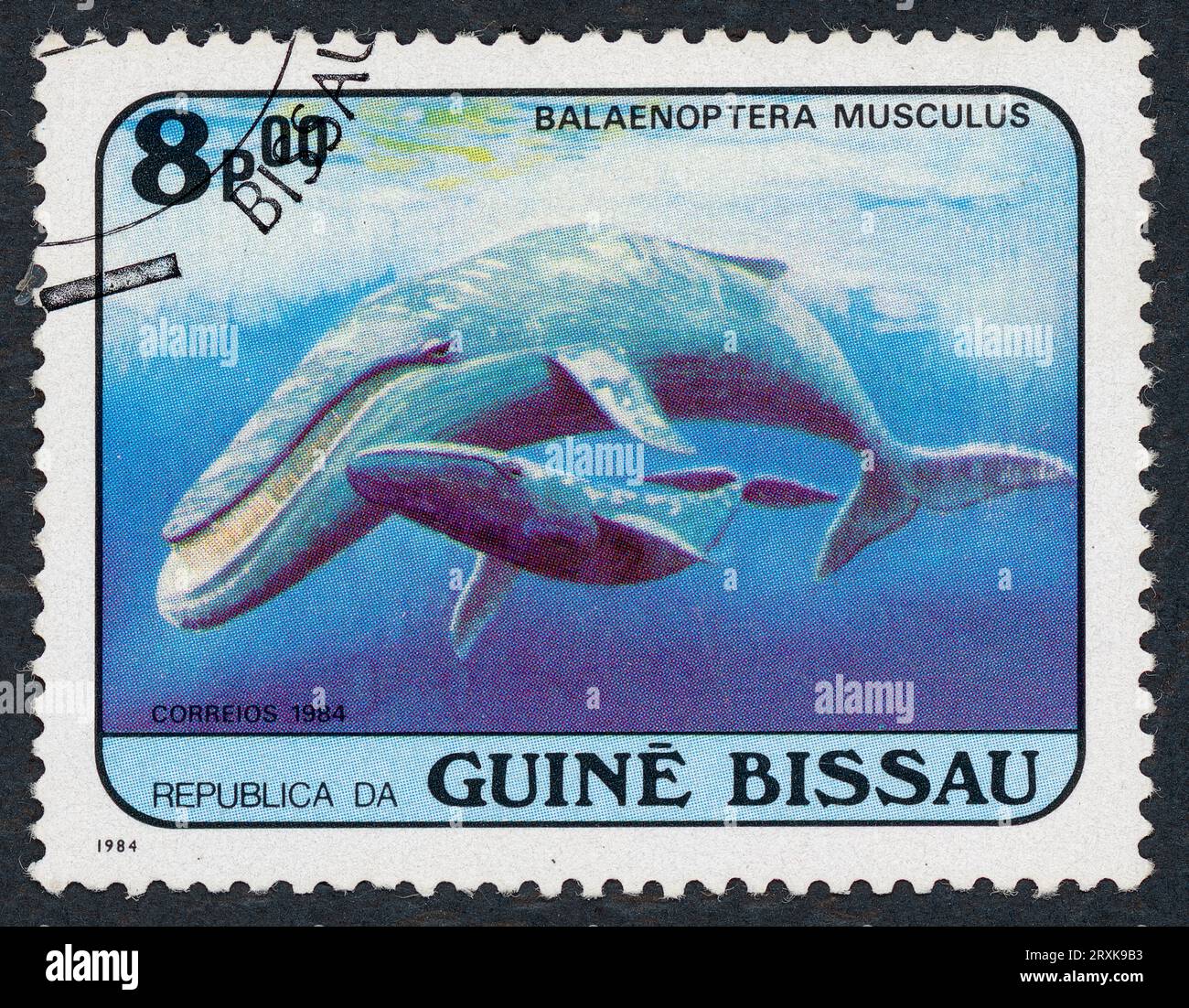 The blue whale (Balaenoptera musculus). Postage stamp issued in Guinea-Bissau in 1984. Stock Photo