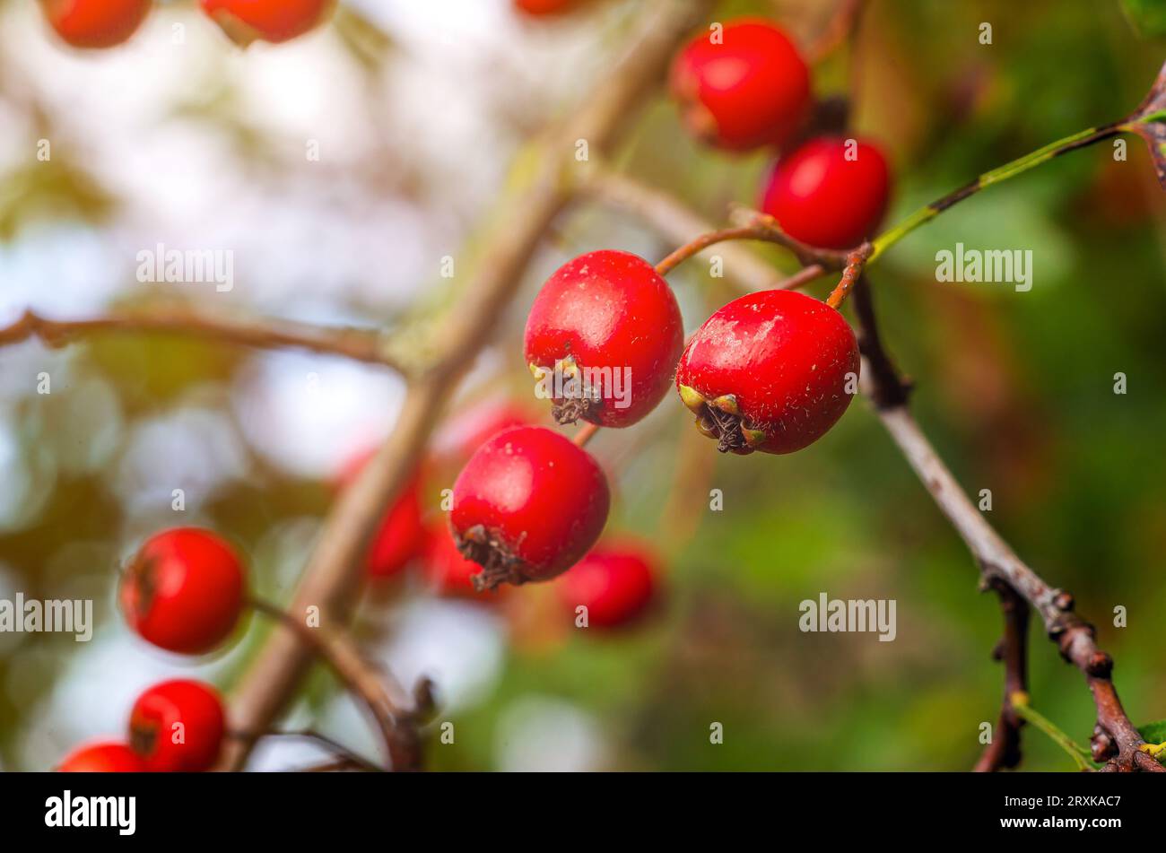 Hawthorn tree drawing hi-res stock photography and images - Alamy