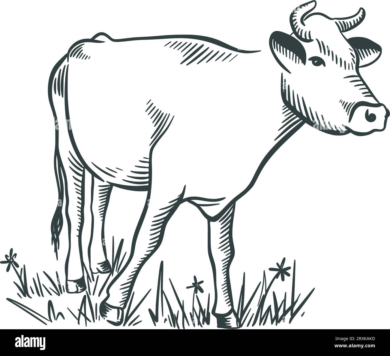 Cow sketch hand drawn. Livestock ink sketch Stock Vector