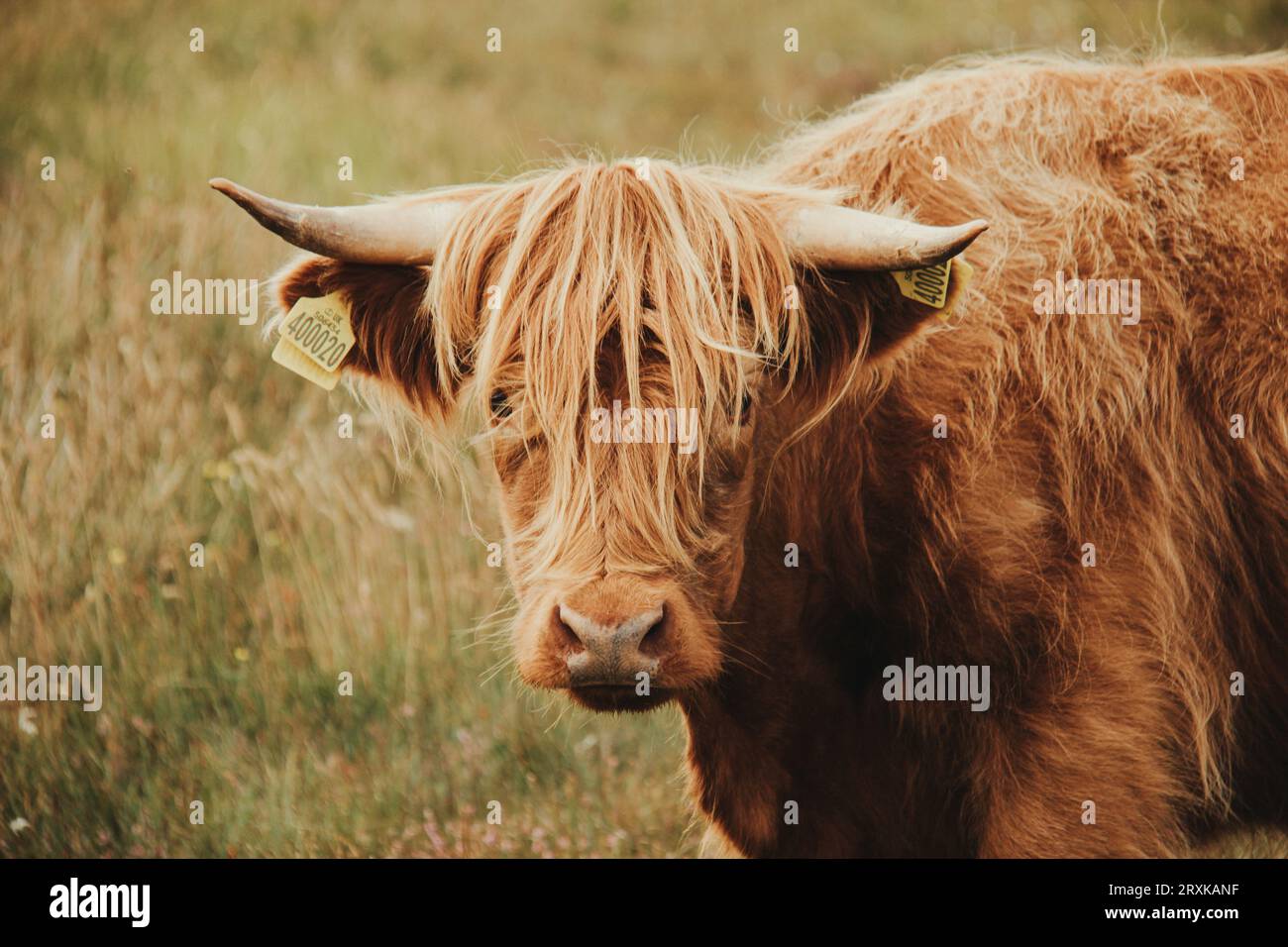 Highland Cow in Scotland Stock Photo - Alamy