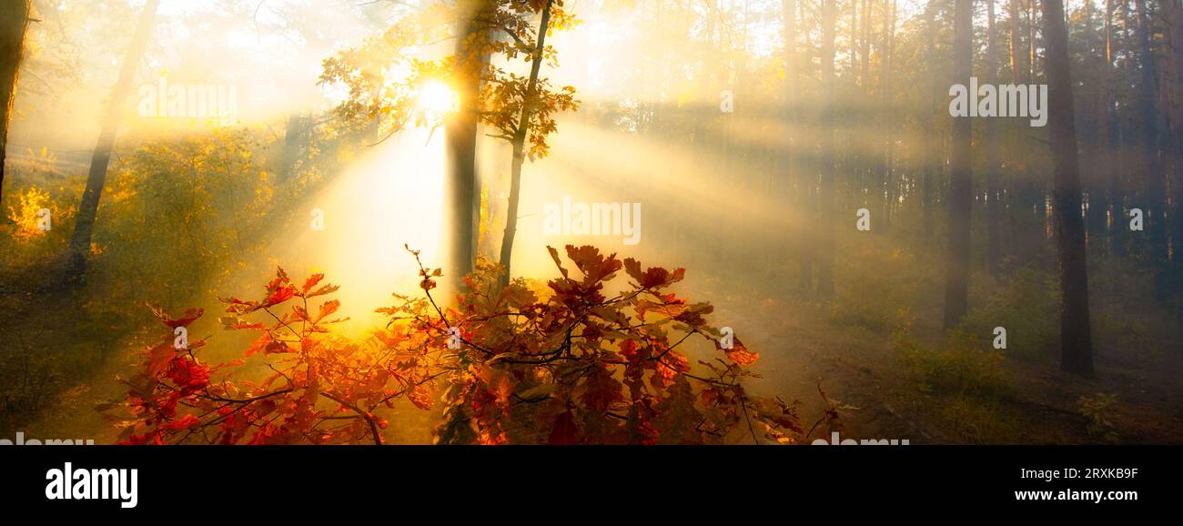Mystical Morning: Sunlight Piercing Through Autumn's Veil Stock Photo