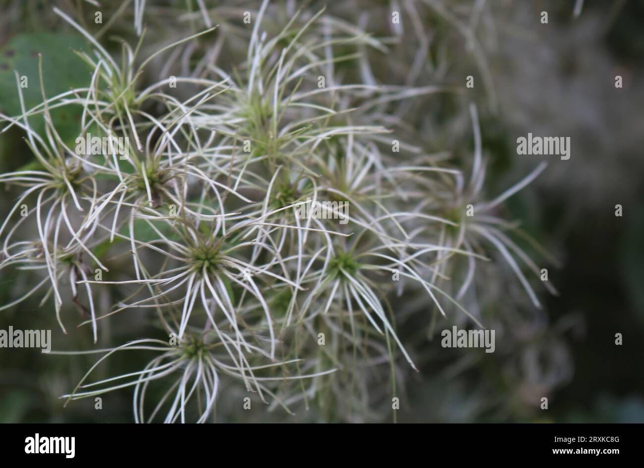 Close up of a plant Stock Photo
