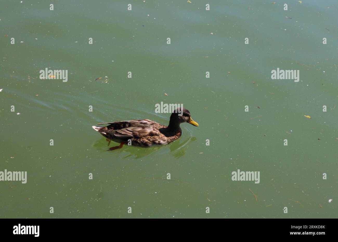 Duck in the lake Stock Photo
