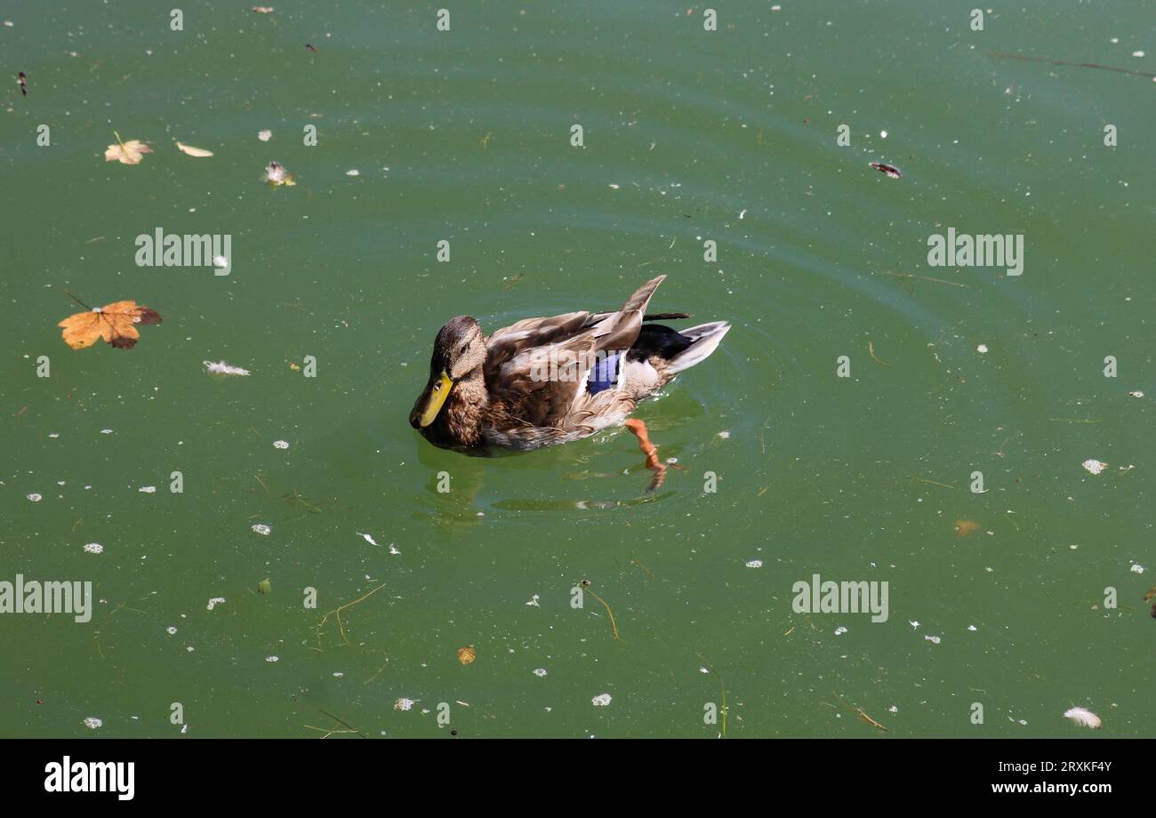 Duck in the lake Stock Photo