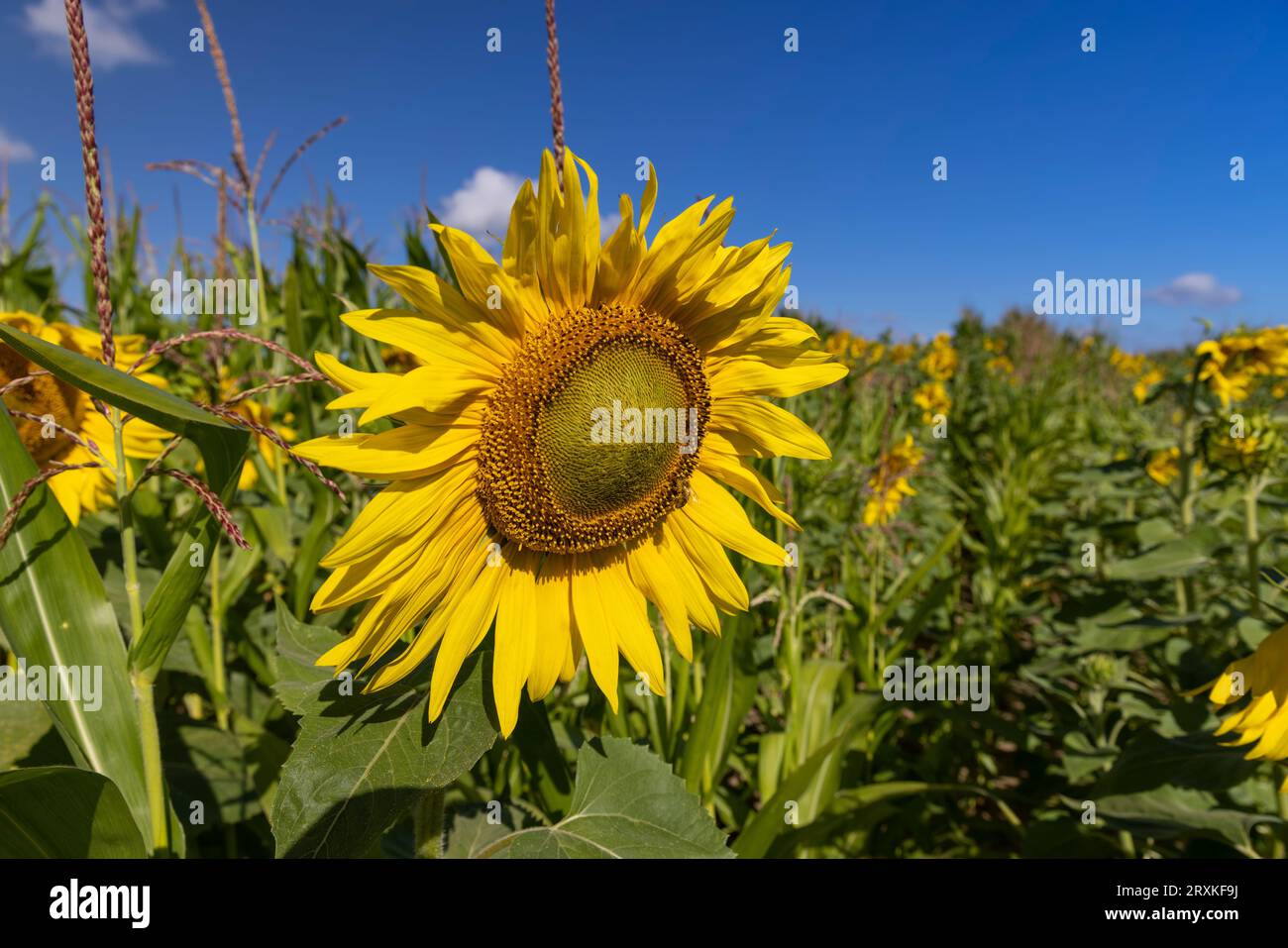 Blooming beautiful sunflowers in the summer, a field with beautiful ...
