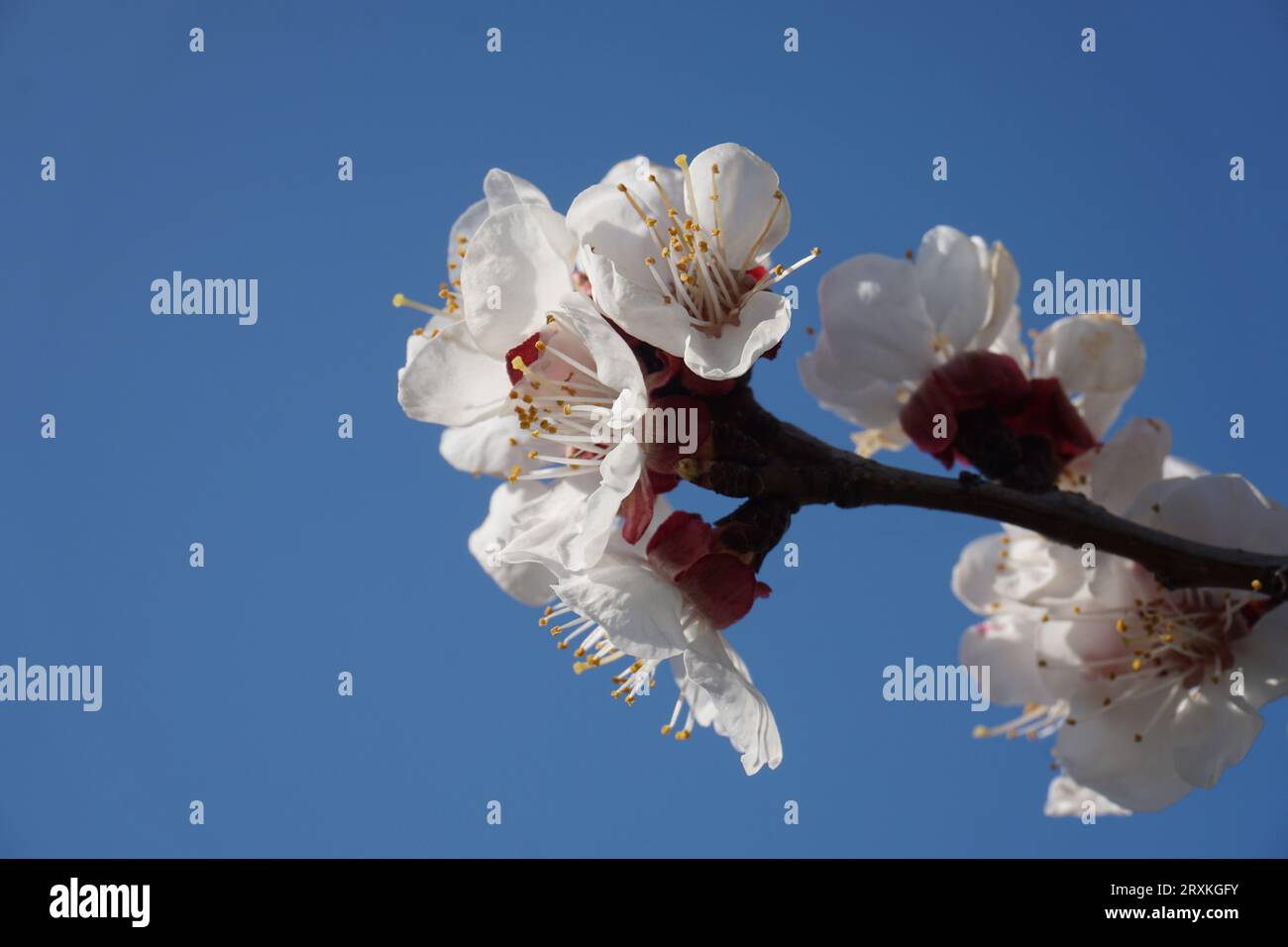 White cherry blossom in spring Stock Photo