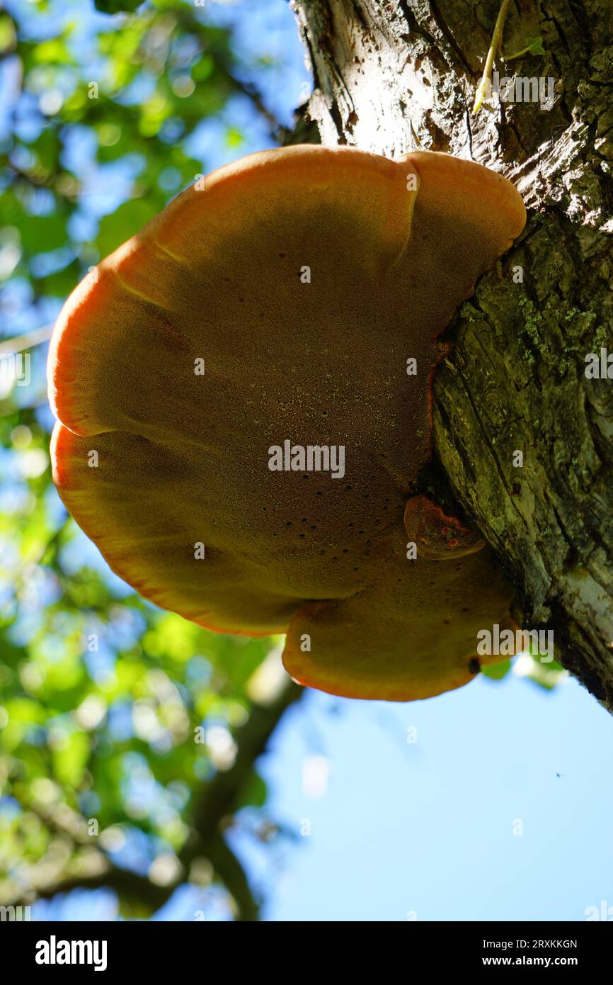 shaggy bracket mushroom on old apple tree Stock Photo