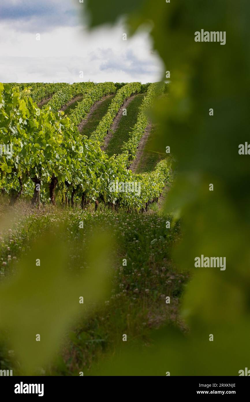Rows of grape vines at vineyard Stock Photo - Alamy
