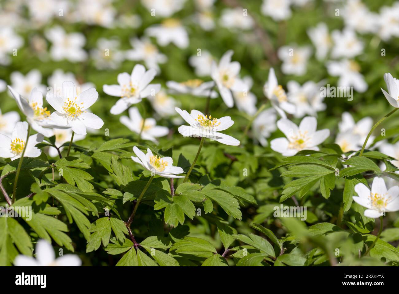 The first spring flowers growing in the forest, small white flowers in ...