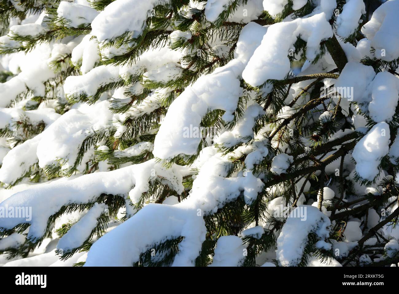 Fir branches covered snow hi-res stock photography and images - Alamy