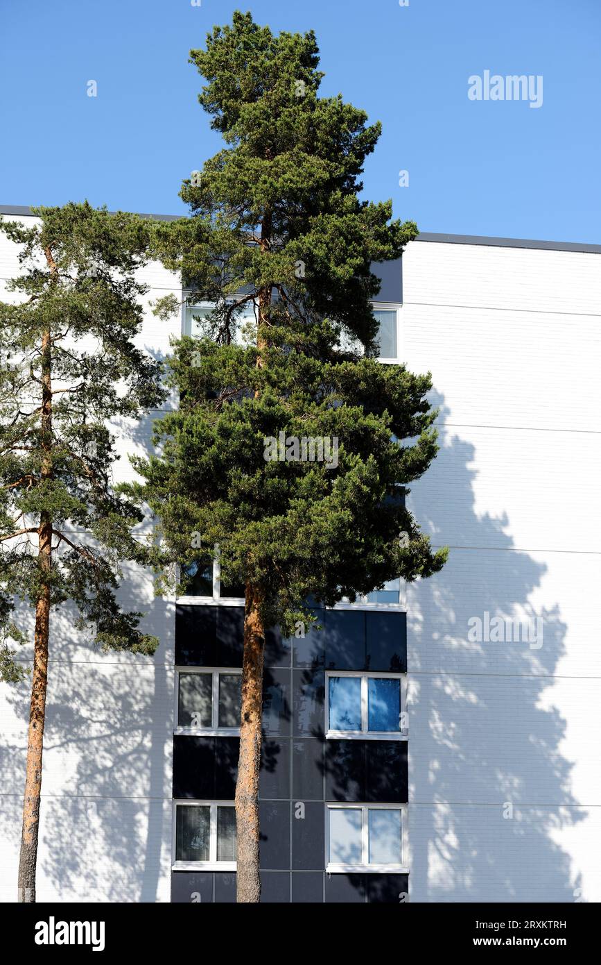two pine trees next to a residential apartment building Stock Photo