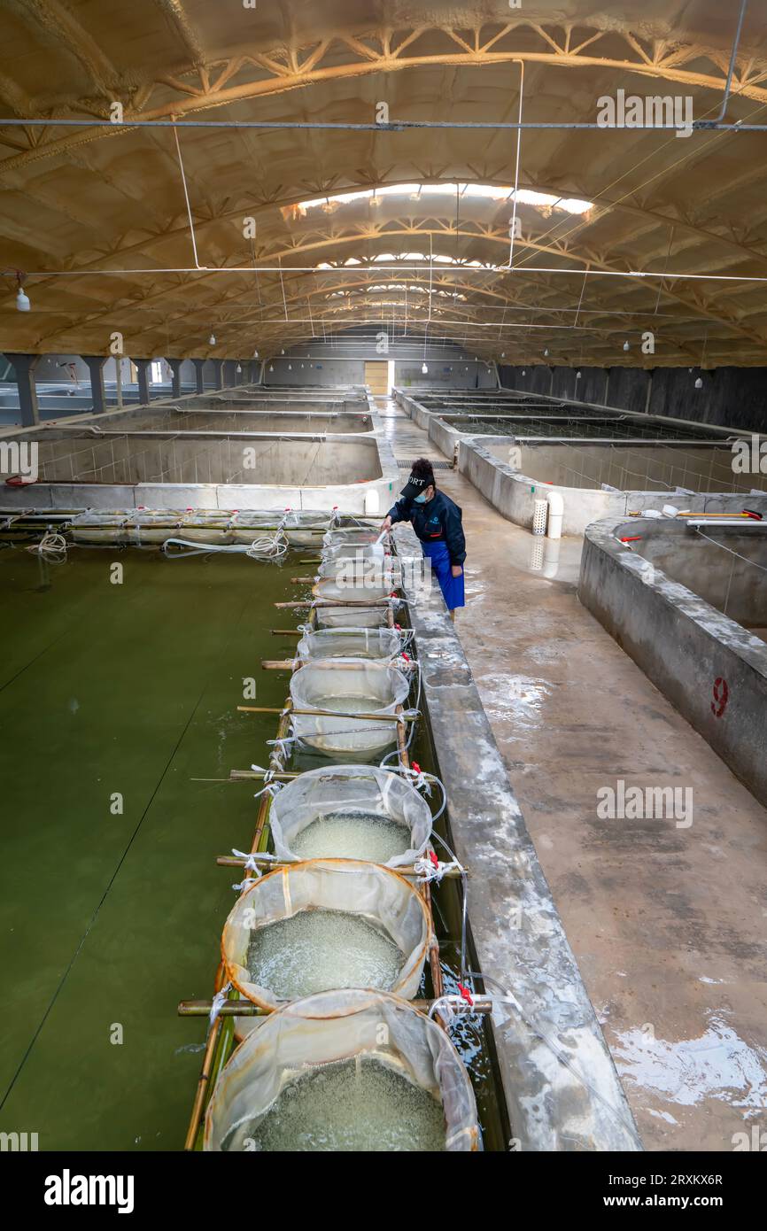 Fish eggs hatching hires stock photography and images Alamy