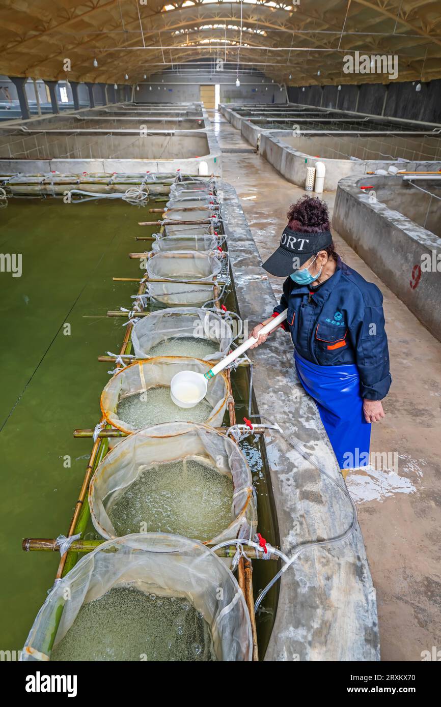 Fish hatching hires stock photography and images Alamy