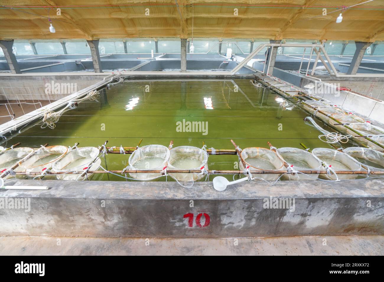 The red finned pufferfish eggs by the breeding pool are hatching Stock